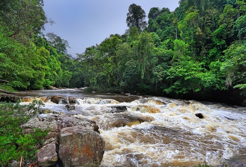 クアラルンプール発 世界最古のマレーシアのジャングル タマンネガラ国立公園 3泊4日 His世界一周旅行デスク