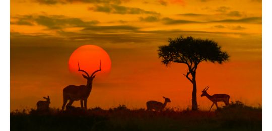 African sunset with silhouette of the animals